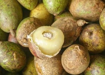 Buah Matoa Kandungan dan Manfaat Untuk Kesehatan