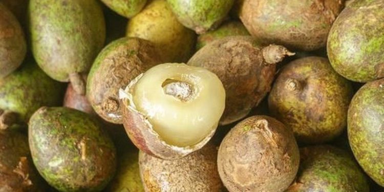 Buah Matoa Kandungan dan Manfaat Untuk Kesehatan