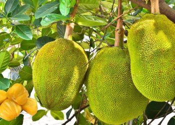 Manfaat Buah Nangka Untuk Kesehatan Tubuh