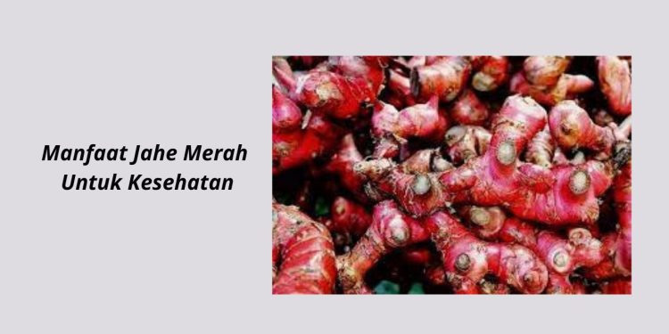 Manfaat Jahe Merah Untuk Kesehatan Tubuh Kita