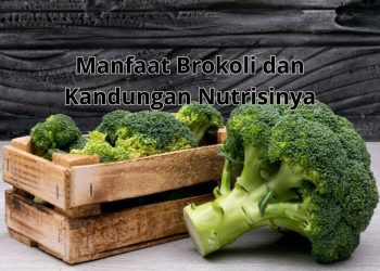 Manfaat Brokoli dan Kandungan Nutrisinya yang Luar Biasa