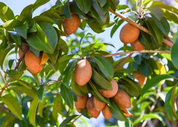 Manfaat Buah Sawo Untuk Kesehatan Tubuh