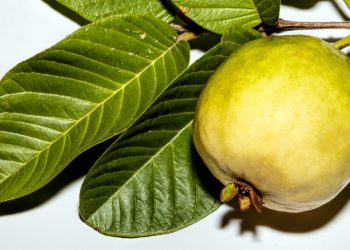 Manfaat Tersembunyi Daun Jambu Biji untuk Kesehatan Tubuh