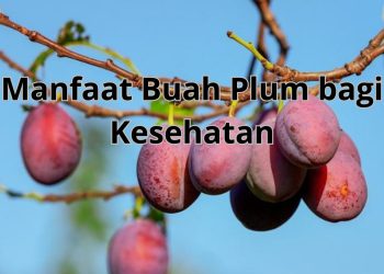 Manfaat Buah Plum bagi Kesehatan: Keajaiban Nutrisi dalam Sejumput Plum