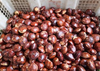 Kandungan dan Khasiat Jengkol untuk Kesehatan