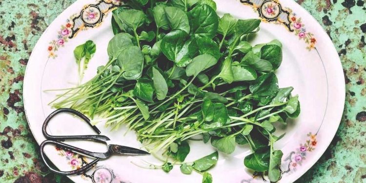 Manfaat dan Kandungan Luar Biasa dari Sayur Paret untuk Kesehatan