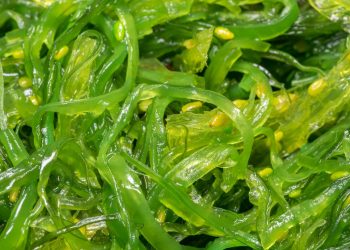 Manfaat Rumput Laut Untuk Kesehatan Tubuh