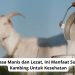 Rasa Manis dan Lezat, Ini Manfaat Susu Kambing Untuk Kesehatan
