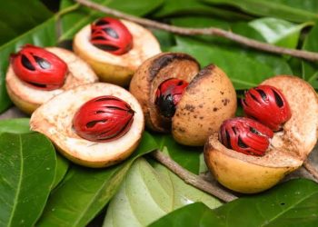 Buah Pala: Kaya Manfaat dan Kandungan Nutrisi Untuk Kesehatan