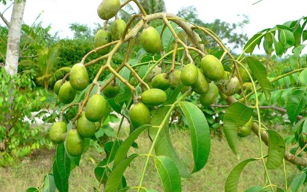 Manfaat Buah Kedondong bagi Kesehatan: Kenali Keajaiban Kesehatan dari Buah Tropis Ini