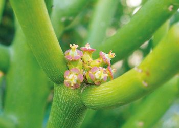 Manfaat Bunga Patah Tulang bagi Kesehatan dan Kandungannya