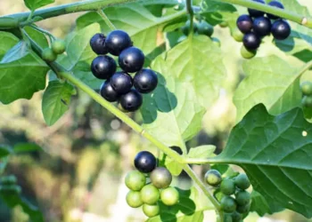 Manfaat dan Kandungan Leunca: Sayuran Khas Jawa Barat yang Penuh Nutrisi