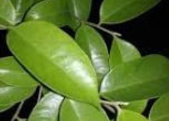 manfaat daun gaharu