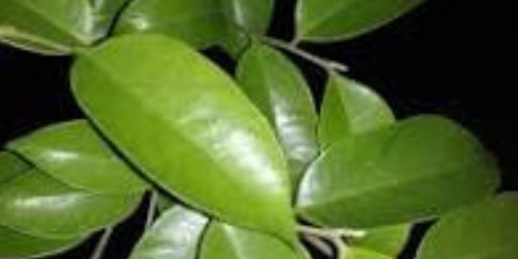 manfaat daun gaharu