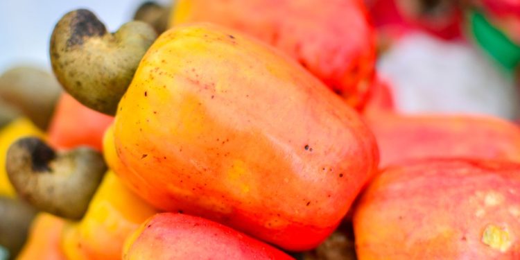 manfaat jambu monyet