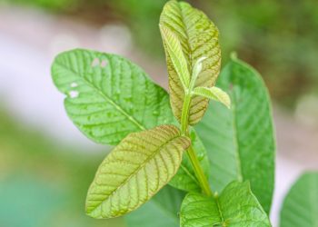 Manfaat Luar Biasa Daun Jambu Biji untuk Kesehatan Tubuh Anda