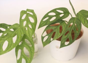 Manfaat Menakjubkan dari Tumbuhan Janda Bolong: Keindahan yang Menyehatkan dan Menyejukkan