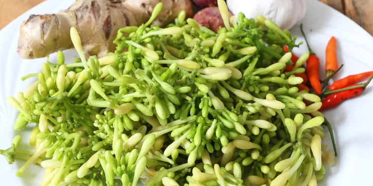 Menggali Manfaat dan Khasiat Luar Biasa Sayur Bunga Pepaya: Keajaiban Nutrisi yang Terlupakan