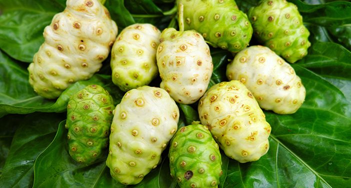 Manfaat Buah Mengkudu (Pace) dan Kandungannya: Obat Herbal Berkhasiat Tinggi