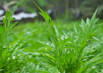 Manfaat Daun Kenikir bagi Kesehatan: Kaya Akan Kandungan Berkhasiat