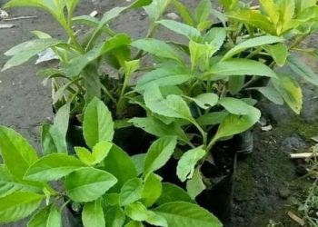 Daun Penyambung Nyawa, Ketahui Manfaat Untuk Kesehatan Tubuh