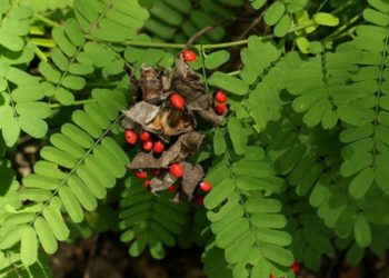 Daun Saga, Ini manfaatnya Untuk Kesehatan Tubuh