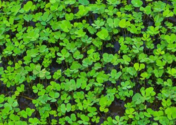 Daun semanggi, manfaatnya untuk kesehatan tubuh,