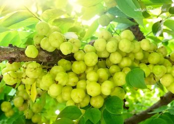 Manfaat Buah Cermai untuk Kesehatan Tubuh