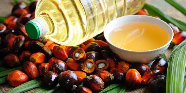 Manfaat Buah Lontar