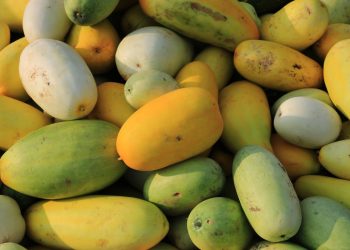 Manfaat Timun Suri untuk Kesehatan Tubuh saat Buka Puasa