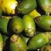 Manfaat Buah Gambir Untuk Kesehatan Selain Untuk Obat Lambung