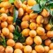 Buah Gandaria: Kandungan dan Khasiatnya