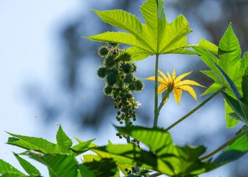 daun Jarak Kandungan dan Manfaatnya Untuk Kesehatan Tubuh