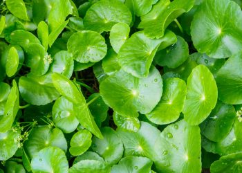 Daun Pegagan: Kandungan dan Manfaatnya bagi Kesehatan