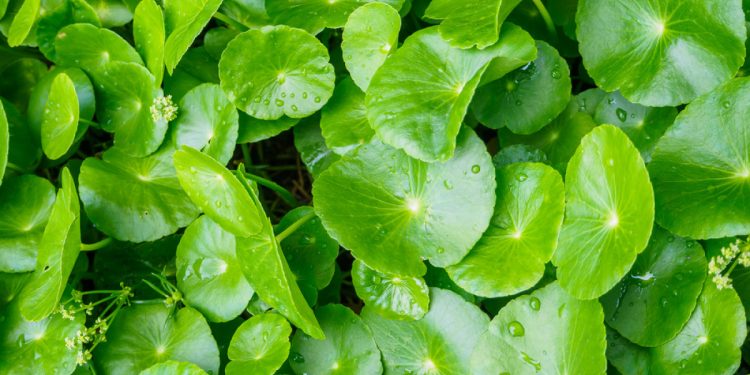 Daun Pegagan: Kandungan dan Manfaatnya bagi Kesehatan