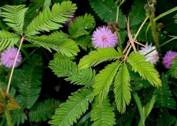 Kandungan dan Manfaat Bunga Putri Malu Bagi Kesehatan
