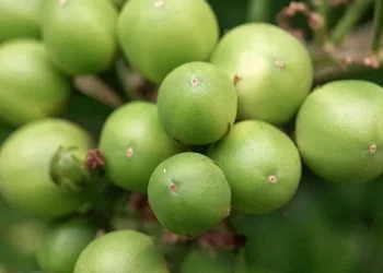 Khasiat Luar Biasa Buah Takokak: Sebuah Kaya Nutrisi yang Mendukung Kesehatan