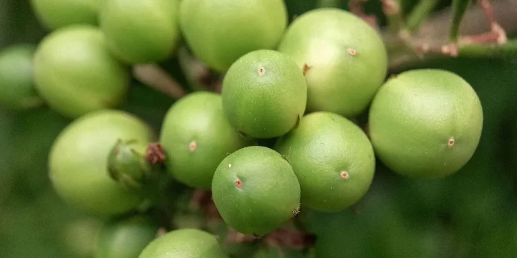 Khasiat Luar Biasa Buah Takokak: Sebuah Kaya Nutrisi yang Mendukung Kesehatan