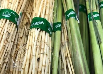 Membongkar Manfaat Tersembunyi dari Akar Alang-Alang