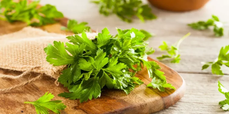 Menggali Manfaat Daun Peterseli bagi Kesehatan
