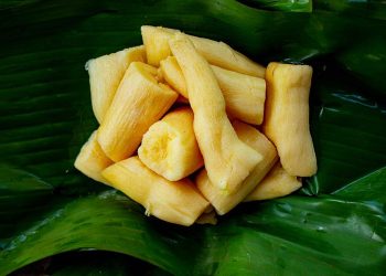 10 Manfaat Tape Singkong yang Jarang Diketahui, Bikin Tubuh Sehat dan Bugar