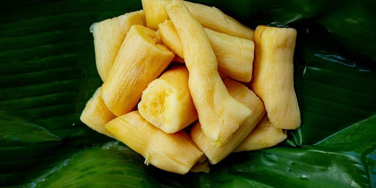 10 Manfaat Tape Singkong yang Jarang Diketahui, Bikin Tubuh Sehat dan Bugar