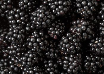 Buah Blackberry Kandungan Dan Manfaatnya Untuk Kesehatan Tubuh
