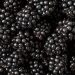 Buah Blackberry Kandungan Dan Manfaatnya Untuk Kesehatan Tubuh