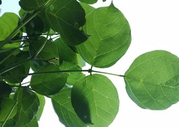 Daun Dadap Manfaat Luar Biasa untuk Kesehatan