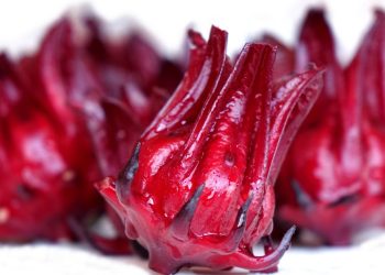 Manfaat Bunga Rosella Untuk Kesehatan Tubuh