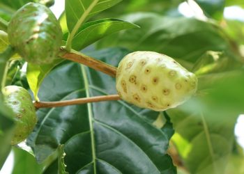 Manfaat Daun Mengkudu Untuk Kesehatan yang Luar Biasa Untuk Tubuh