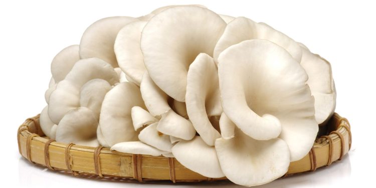 Manfaat Jamur Tiram yang Tidak Boleh Dilewatkan