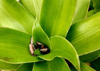 Manfaat Luar Biasa Daun Insulin Untuk Kesehatan Tubuh