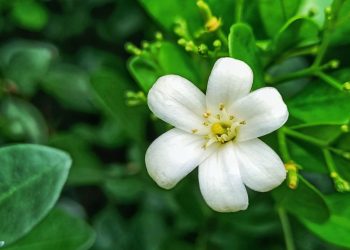 Manfaat Daun Kemuning yang Sangat Bagus Untuk Kesehatan